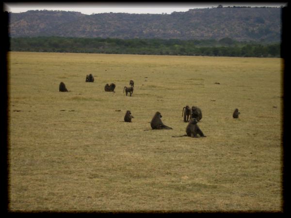 Baboon city