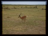 Male impala