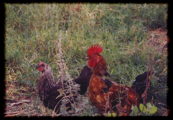 Roosters