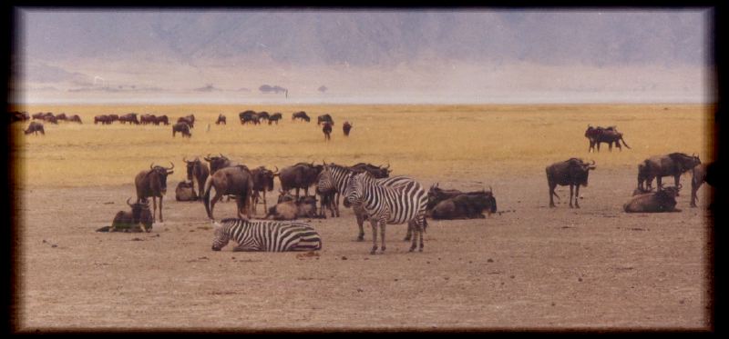 Gnus & zebras