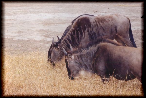 Gnus grazing