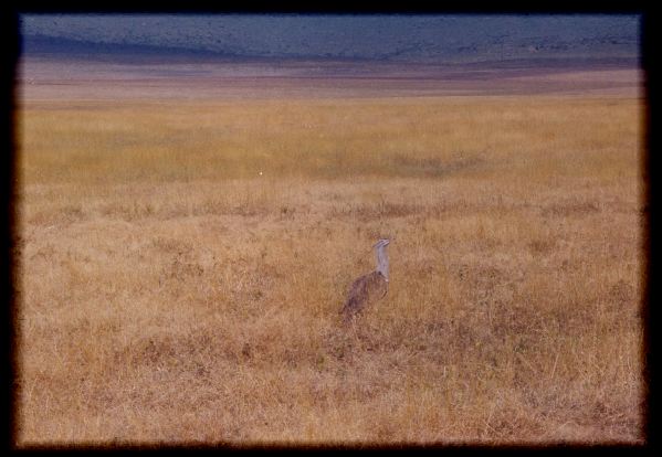 Kori_bustard