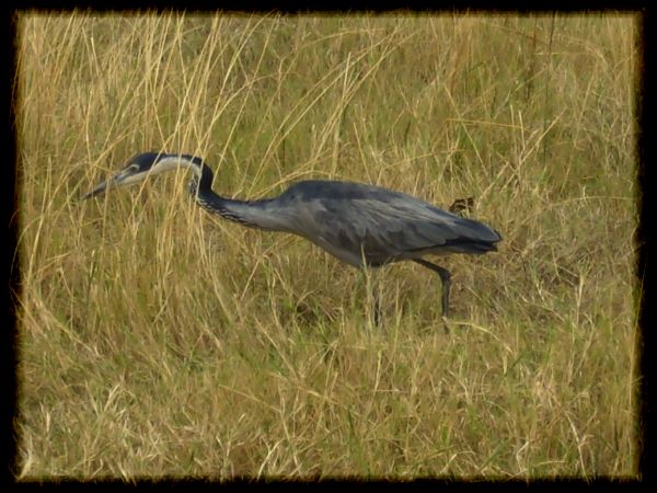 Black-headed Heron