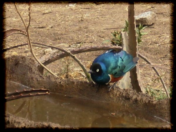 Superb starling