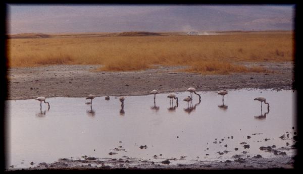 Flamingoes