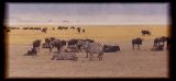 Gnus & zebras