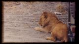 lazy lion