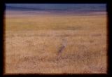 Kori_bustard