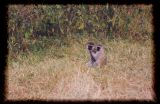 Vervet monkeys