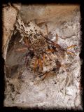 Wasps nest