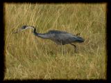 Black-headed Heron