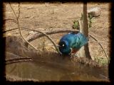 Superb starling