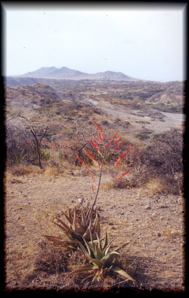 Sisal growing in the gorge