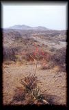 Sisal growing in the gorge