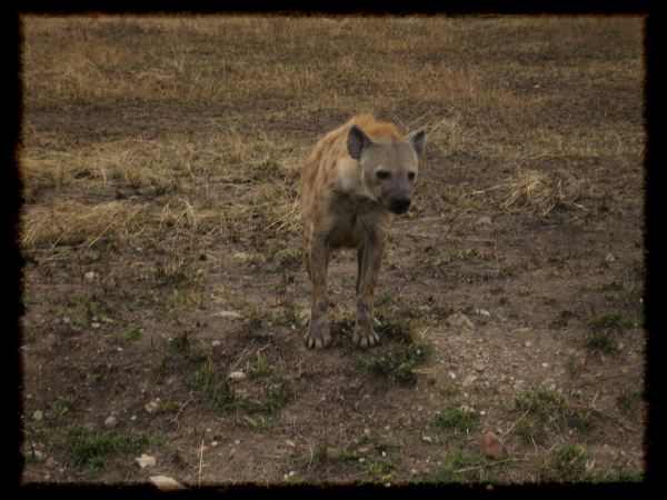 Spotted Hyena checking us out