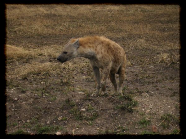 Candid hyena