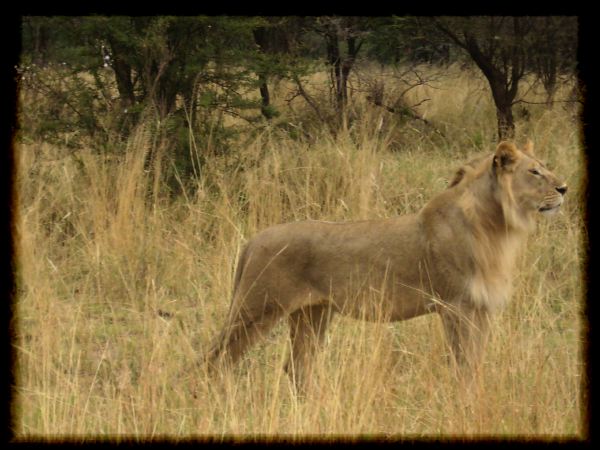 The King of the Savannah