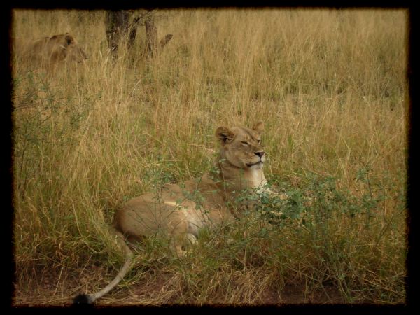 Now where are these gazelles?