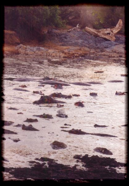 Hippo pond!