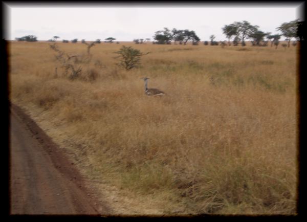 Kori bustard