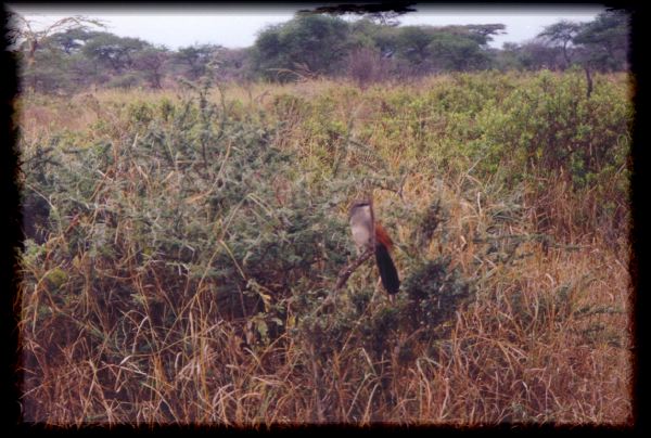 noklu bird