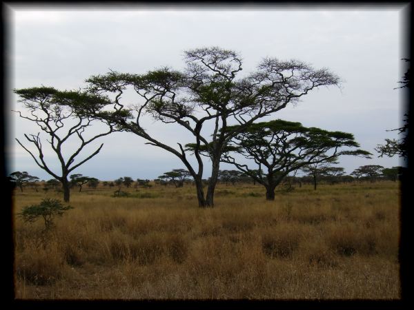 Flat-topped acacia