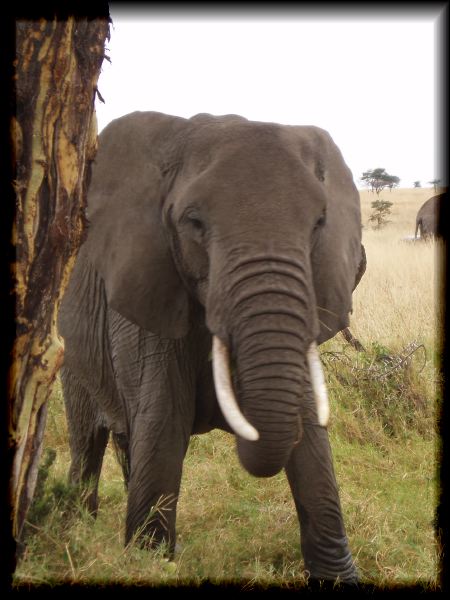 Hello, Tembo!