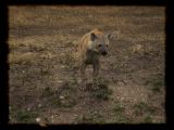 Spotted Hyena checking us out