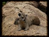 Hyrax