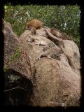 Rock Hyrax colony