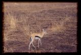 A wary Thompson's gazelle