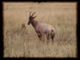 The less abundant Topi