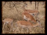 Impala harem