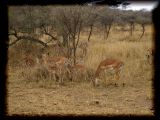 More female impalas