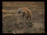 Hyena