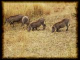 Warthog