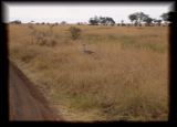 Kori bustard