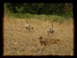 Egyptian geese