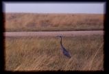 Black-headed Heron