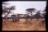 Buffalo at a safe distance