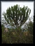 Euphorbia candelabra