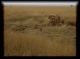 Lioness with cubs