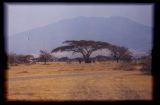 Maasai and acacia