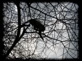 And its prey, baboon