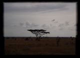 Acacia in the dusk