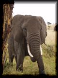 Hello, Tembo!