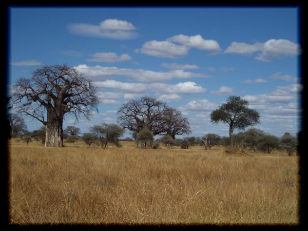 Baobab city