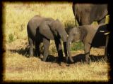 Did you wash your trunk before dinner?