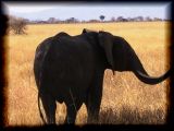 Tusker
