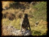 Baboons